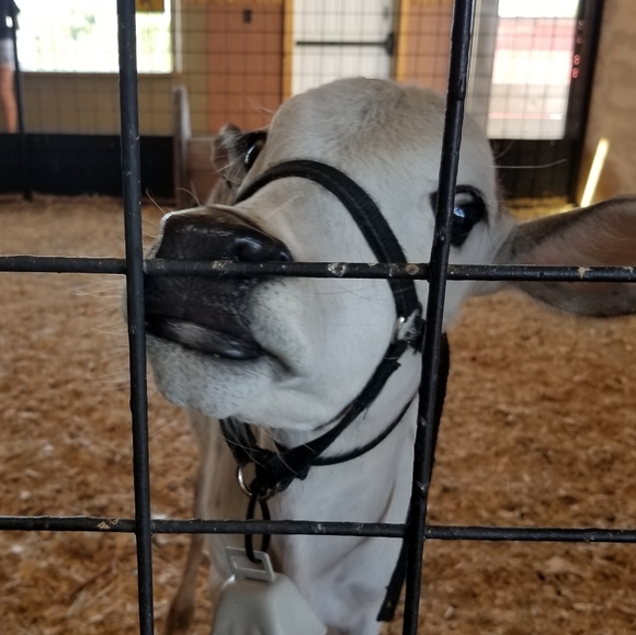 Meet your Posher, Ashley - Picture 1 of 1